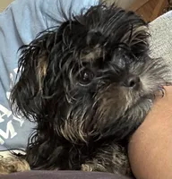 Archer, a male Shorkie for sale in Princeton, KY – 1 of 7