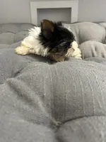 Sven, a male Yorkshire Terrier for sale in Princeton, KY – 2 of 10
