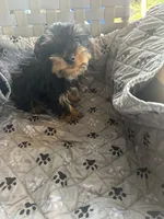 Jumba, a male Yorkshire Terrier for sale in Princeton, KY – 10 of 10