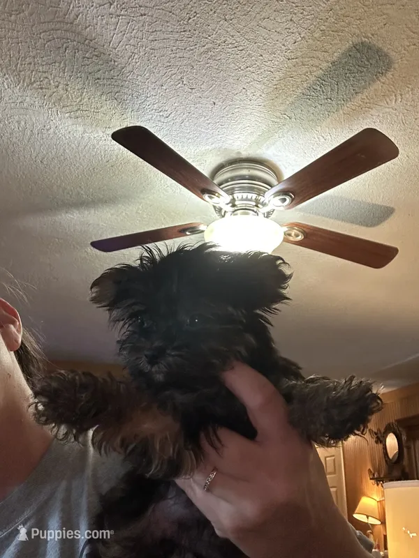 Ana – Yorkshire Terrier puppy for sale in Princeton, KY