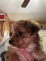 Lilo, a female Yorkshire Terrier for sale in Princeton, KY – 5 of 7