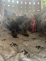 Ana, a female Yorkshire Terrier for sale in Princeton, KY – 3 of 10