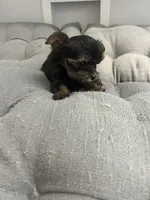 Ana, a female Yorkshire Terrier for sale in Princeton, KY – 9 of 10