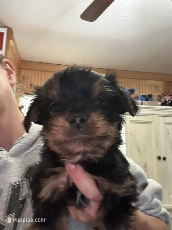 Jumba  – Yorkshire Terrier puppy for sale in Princeton, KY