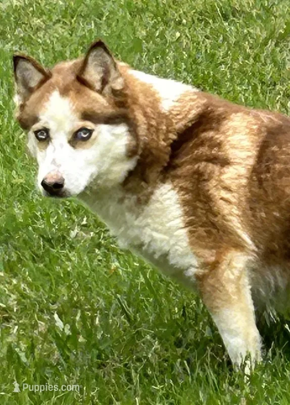 Foxy, a female Pomsky for sale in Princeton, KY – Photo 1 of 2