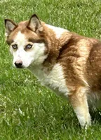 Foxy, a female Pomsky for sale in Princeton, KY – Photo 1 of 2