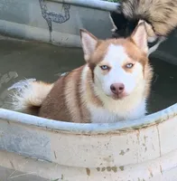 Foxy, a female Pomsky for sale in Princeton, KY – Photo 2 of 2