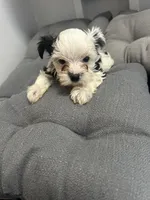 Olaf, a male Yorkshire Terrier for sale in Princeton, KY – 2 of 10