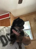 Stitch, a male Yorkshire Terrier for sale in Princeton, KY – 3 of 4