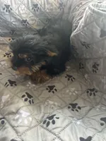 Jumba, a male Yorkshire Terrier for sale in Princeton, KY – 4 of 10