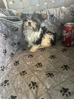 Sven, a male Yorkshire Terrier for sale in Princeton, KY – 4 of 10