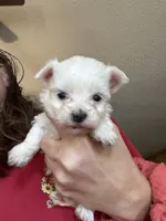 Roshan , a female Yorkshire Terrier for sale in Princeton, KY – 1 of 4