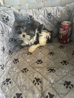 Sven, a male Yorkshire Terrier for sale in Princeton, KY – 10 of 10