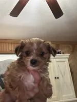 Lilo, a female Yorkshire Terrier for sale in Princeton, KY – 1 of 7