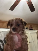 Lilo, a female Yorkshire Terrier for sale in Princeton, KY – 7 of 7