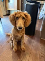 D.B. ( Durward Belmont), a male Miniature Goldendoodle for sale in Bennington, NE – 2 of 10