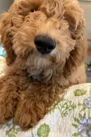 D.B. ( Durward Belmont), a male Goldendoodle for sale in Bennington, NE – 2 of 10