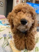 D.B. ( Durward Belmont), a male Goldendoodle for sale in Bennington, NE – 6 of 10