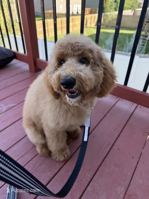 D.B. ( Durward Belmont) – Miniature Goldendoodle puppy for sale in Bennington, NE