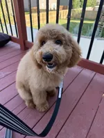 D.B. ( Durward Belmont), a male Miniature Goldendoodle for sale in Bennington, NE – 4 of 10