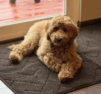 D.B. ( Durward Belmont), a male Miniature Goldendoodle for sale in Bennington, NE – 3 of 10