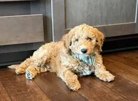 D.B. ( Durward Belmont), a male Goldendoodle for sale in Bennington, NE – 4 of 10