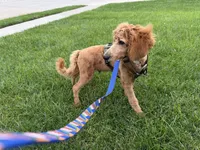 D.B. ( Durward Belmont), a male Miniature Goldendoodle for sale in Bennington, NE – 7 of 10