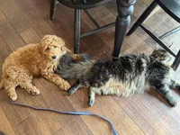 D.B. ( Durward Belmont), a male Goldendoodle for sale in Bennington, NE – 5 of 10