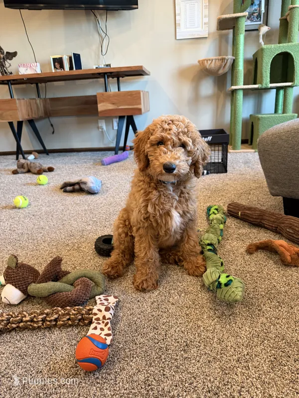 D.B. ( Durward Belmont) – Goldendoodle puppy for sale in Bennington, NE