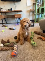 D.B. ( Durward Belmont), a male Goldendoodle for sale in Bennington, NE – 1 of 10