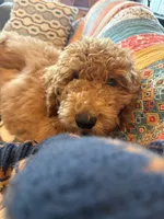 D.B. ( Durward Belmont), a male Miniature Goldendoodle for sale in Bennington, NE – 6 of 10