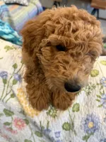 D.B. ( Durward Belmont), a male Goldendoodle for sale in Bennington, NE – 8 of 10