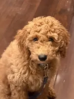 D.B. ( Durward Belmont), a male Goldendoodle for sale in Bennington, NE – 7 of 10