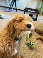 D.B. ( Durward Belmont), a male Goldendoodle for sale in Bennington, NE – 9 of 10