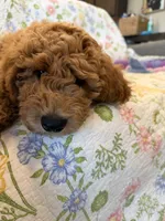 D.B. ( Durward Belmont), a male Goldendoodle for sale in Bennington, NE – 10 of 10
