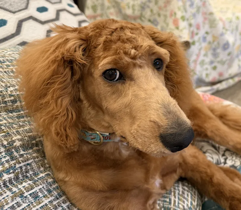 D.B. ( Durward Belmont) – Miniature Goldendoodle puppy for sale in Bennington, NE