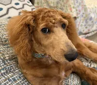 D.B. ( Durward Belmont), a male Miniature Goldendoodle for sale in Bennington, NE – 1 of 10