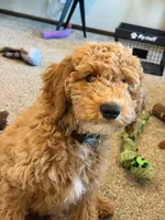 D.B. ( Durward Belmont), a male Goldendoodle for sale in Bennington, NE – 3 of 10