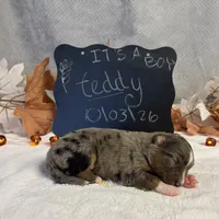 Teddy, a male Australian Shepherd for sale in Spencerville, IN – 4 of 4