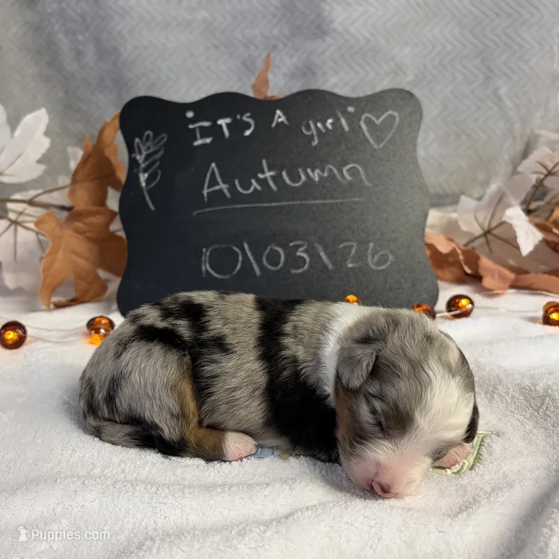 Autumn – Australian Shepherd puppy for sale in Spencerville, IN