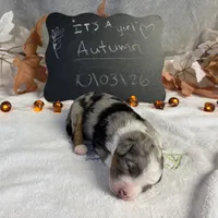 Autumn, a female Australian Shepherd for sale in Spencerville, IN – 2 of 4