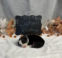 Captain, a male Australian Shepherd for sale in Spencerville, IN – 2 of 4