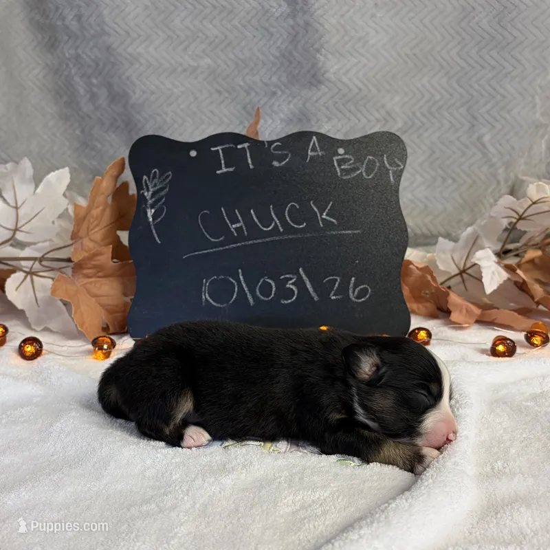 Chuck – Australian Shepherd puppy for sale in Spencerville, IN