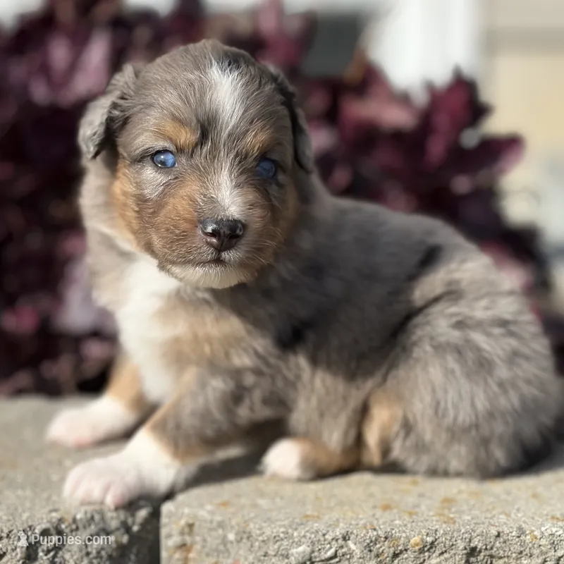 Teddy – Australian Shepherd puppy for sale in Spencerville, IN