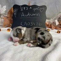 Autumn, a female Australian Shepherd for sale in Spencerville, IN – 4 of 4