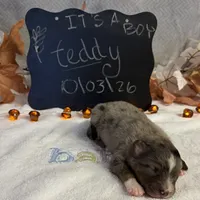Teddy, a male Australian Shepherd for sale in Spencerville, IN – 1 of 4