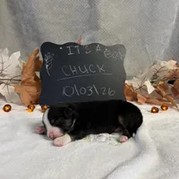 Chuck, a male Australian Shepherd for sale in Spencerville, IN – 4 of 4