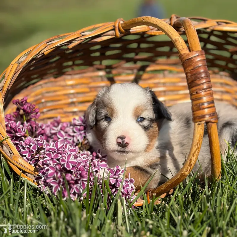 Autumn – Australian Shepherd puppy for sale in Spencerville, IN