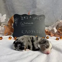 Winnie, a female Australian Shepherd for sale in Spencerville, IN – 2 of 4