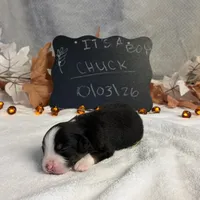 Chuck, a male Australian Shepherd for sale in Spencerville, IN – 3 of 4